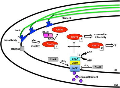 Borrelia burgdorferi Keeps Moving and Carries on: A Review of Borrelial Dissemination and Invasion